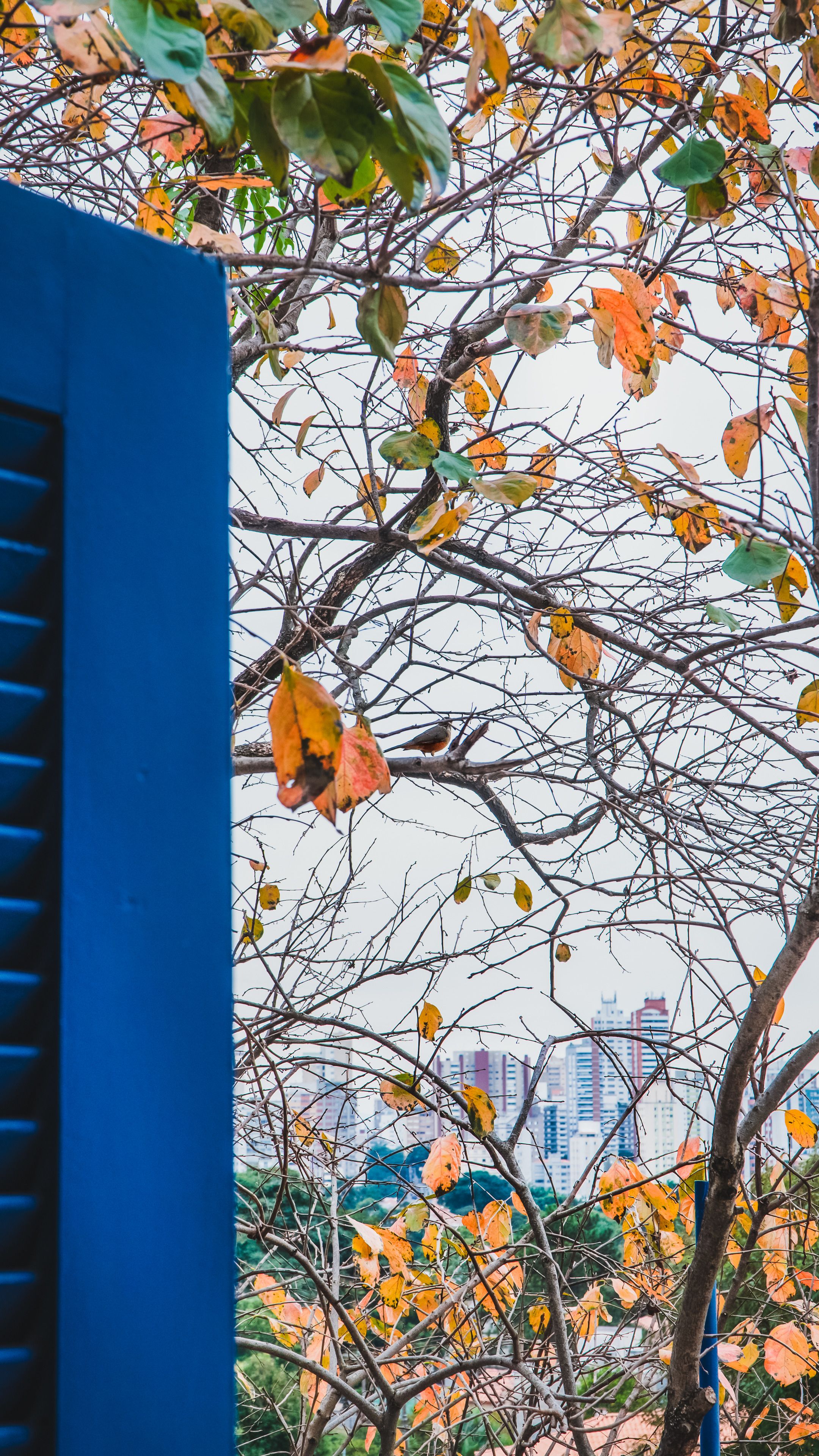 Foto - Paradiso Hostel & Suites - TOP 1 DE SÃO PAULO