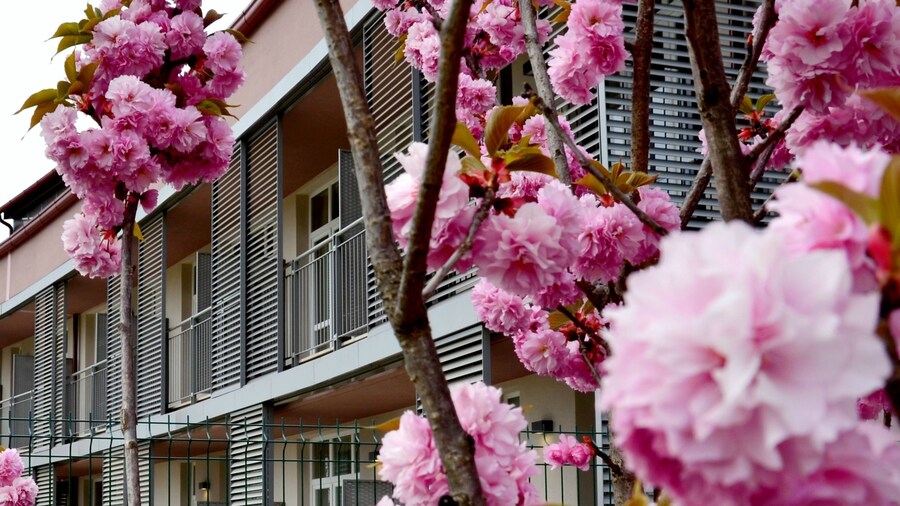 Privilege Apartments