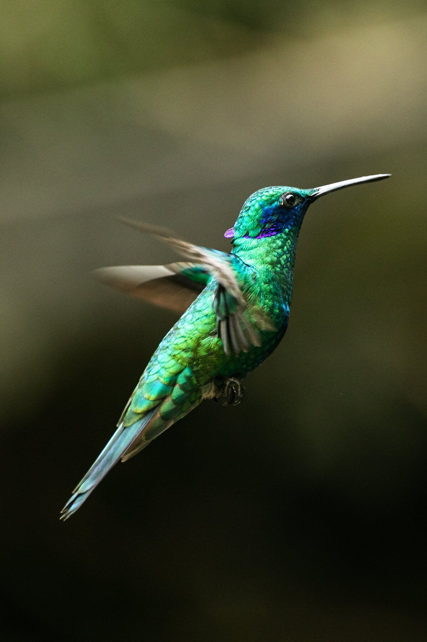 Foto - Hotel Termales del Ruiz