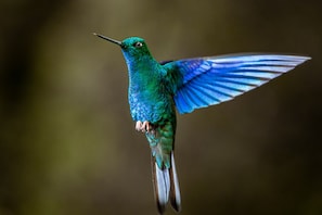 A hummingbird in flight with iridescent green and blue feathers. - Hotel Termales Del Ruiz (Villamaria)