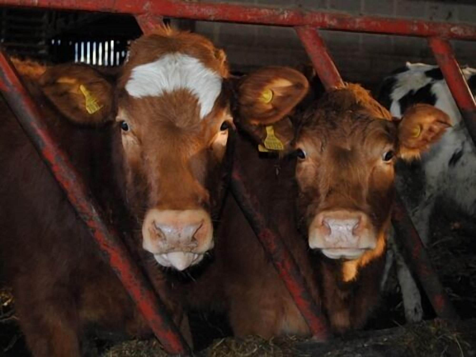 Two cows with yellow ear tags in a barn.