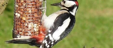 A bird feeder with nuts, a bird with black, white, and red plumage, and green foliage in the background.