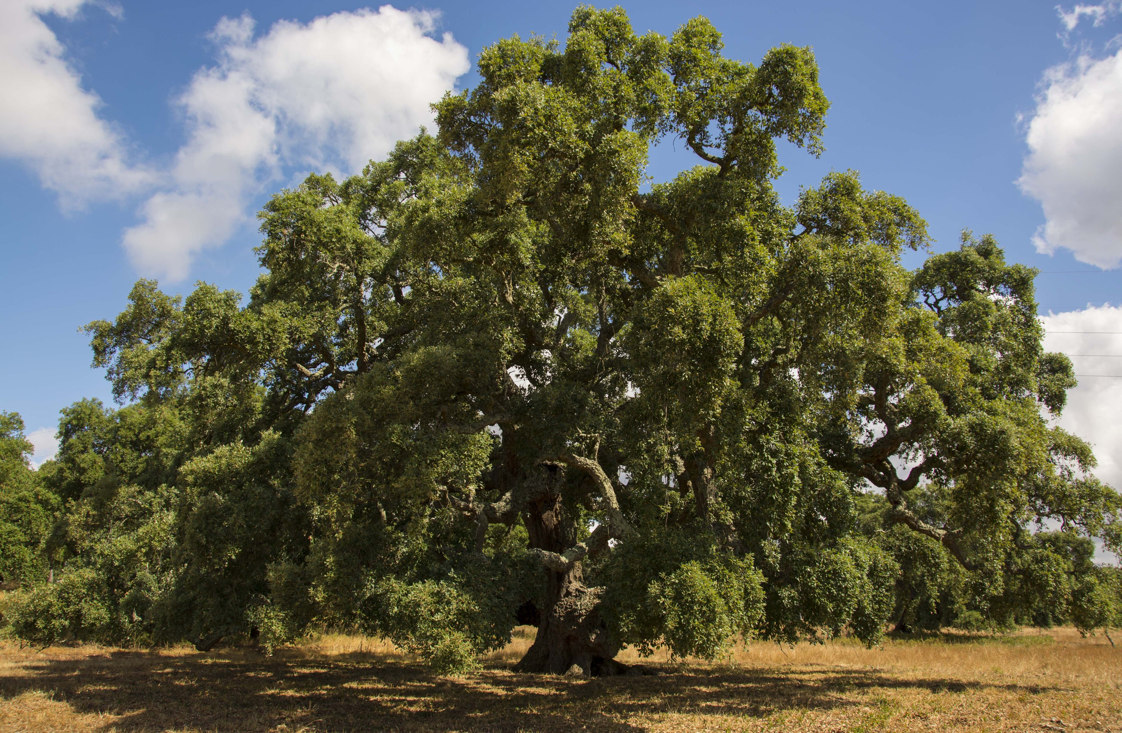 A large tree in a field with a clear sky.