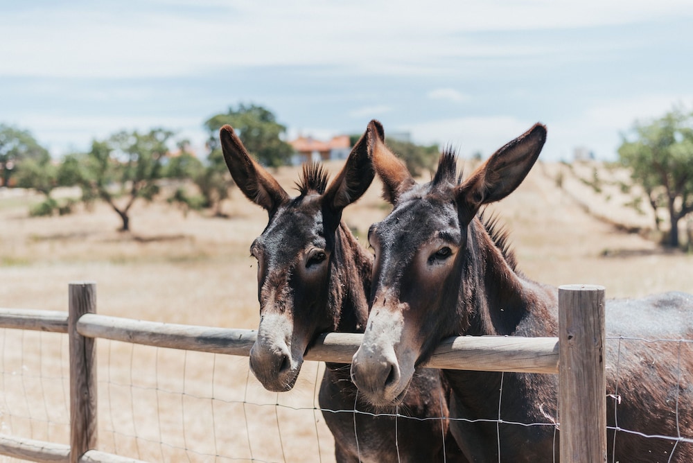 Monte do Giestal - Casas de Campo & Spa by null