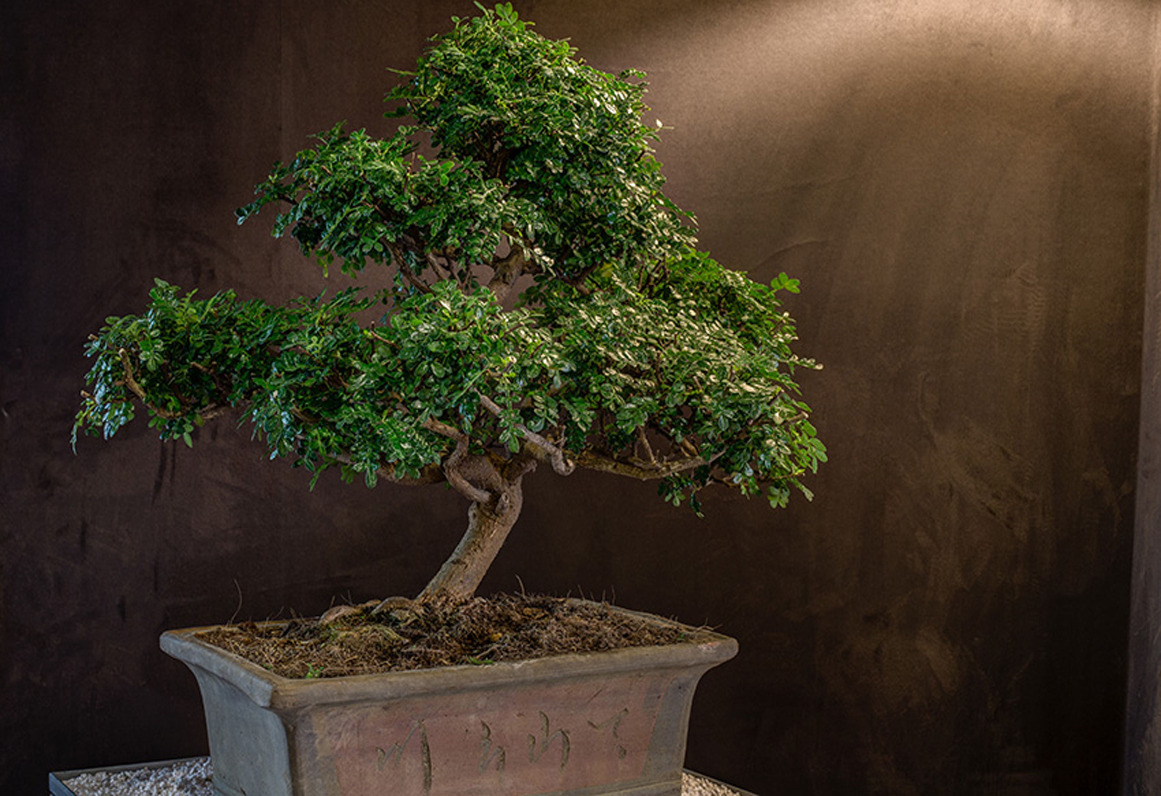 A bonsai tree in a rectangular pot with a textured surface.