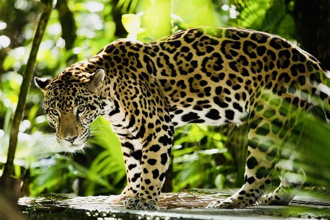 Un leopardo caminando sobre una plataforma rodeada de exuberante vegetación.