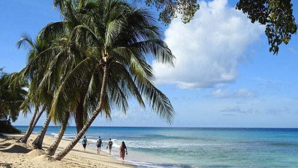 Una playa con palmeras y un cielo azul despejado.