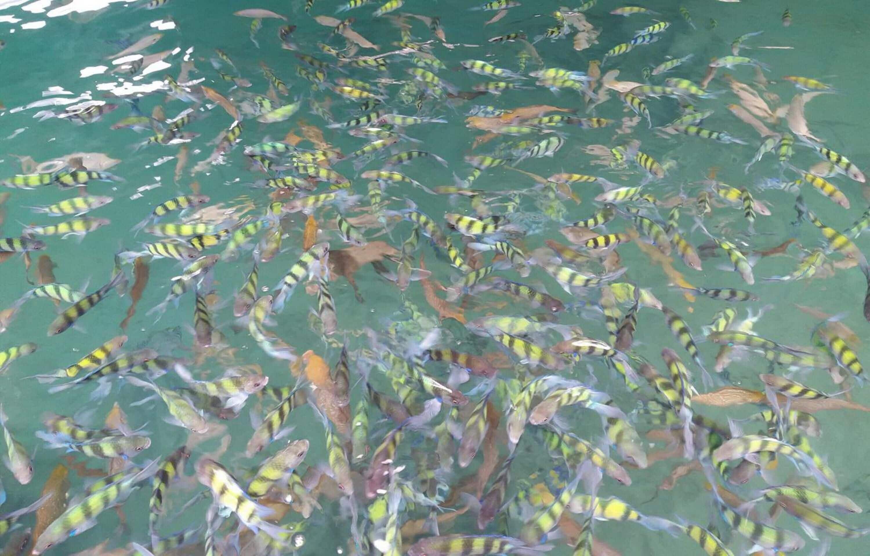 Foto - Lanta Sunny House