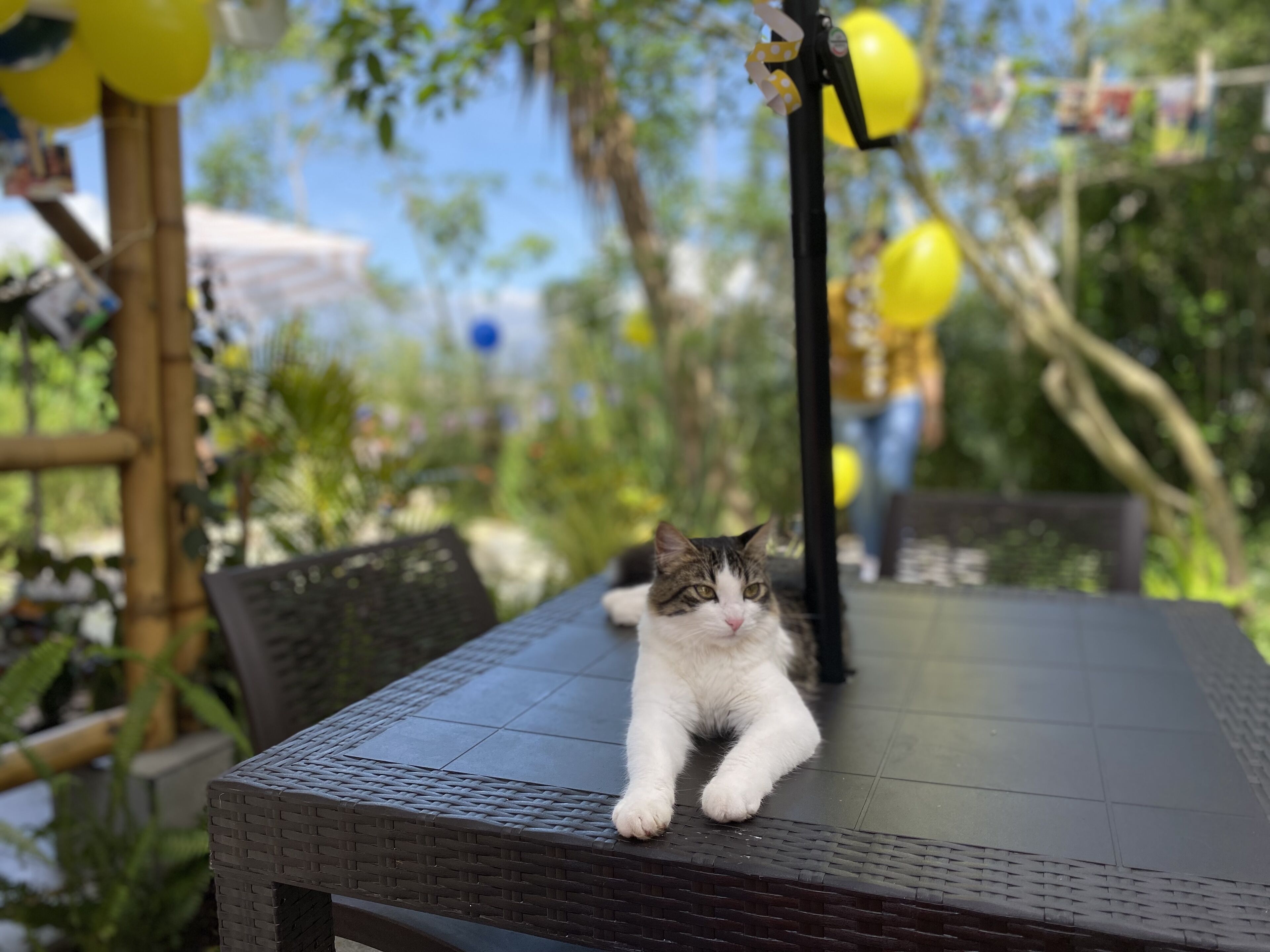 Un gato recostado sobre una mesa con textura de mimbre, rodeado de follaje y globos amarillos al fondo.