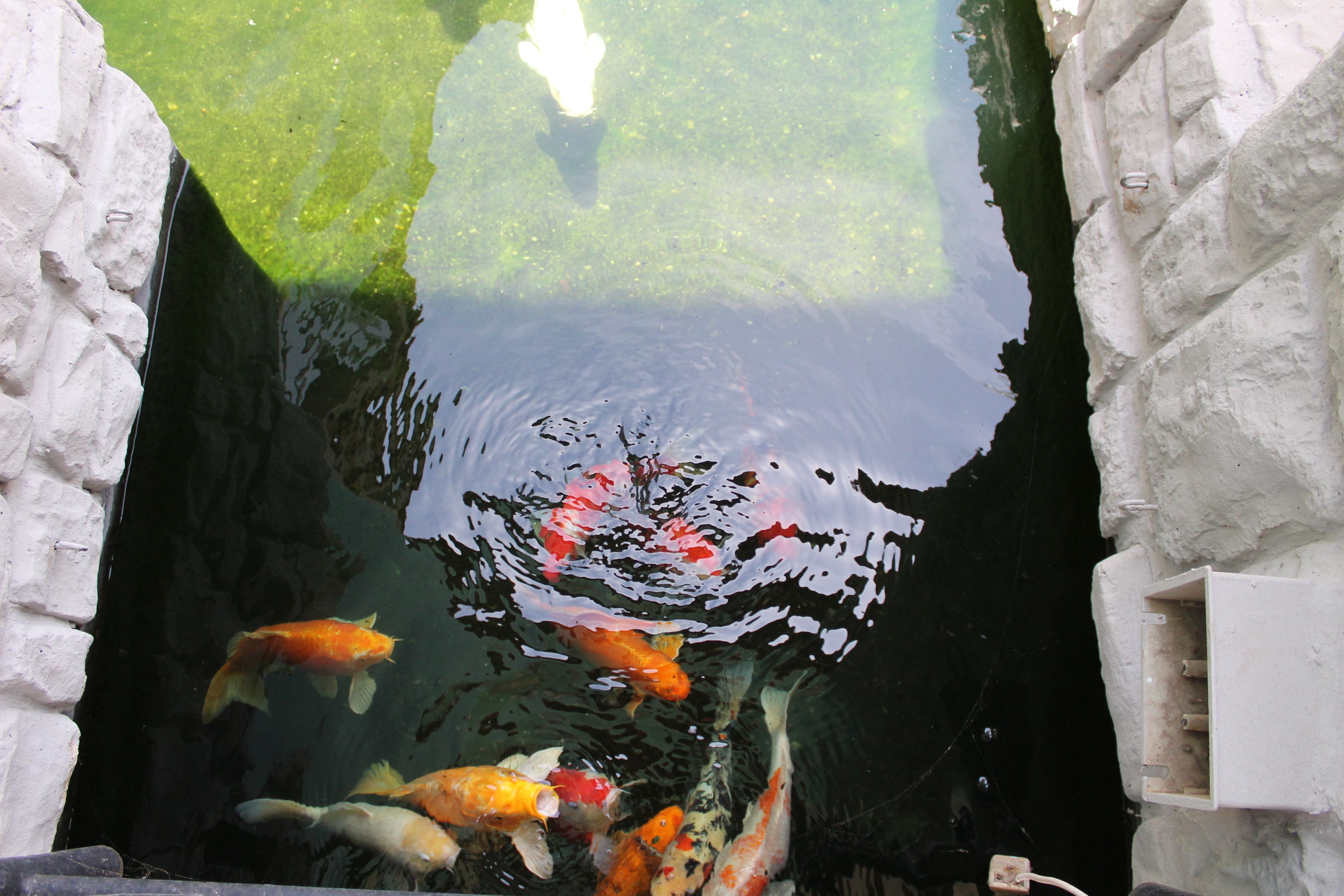 Un bassin à carpes koï avec de l’eau claire et plusieurs carpes koï.