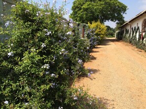 En støvet sti med blomsterbuske langs siderne og en bygning med buede vinduer.
