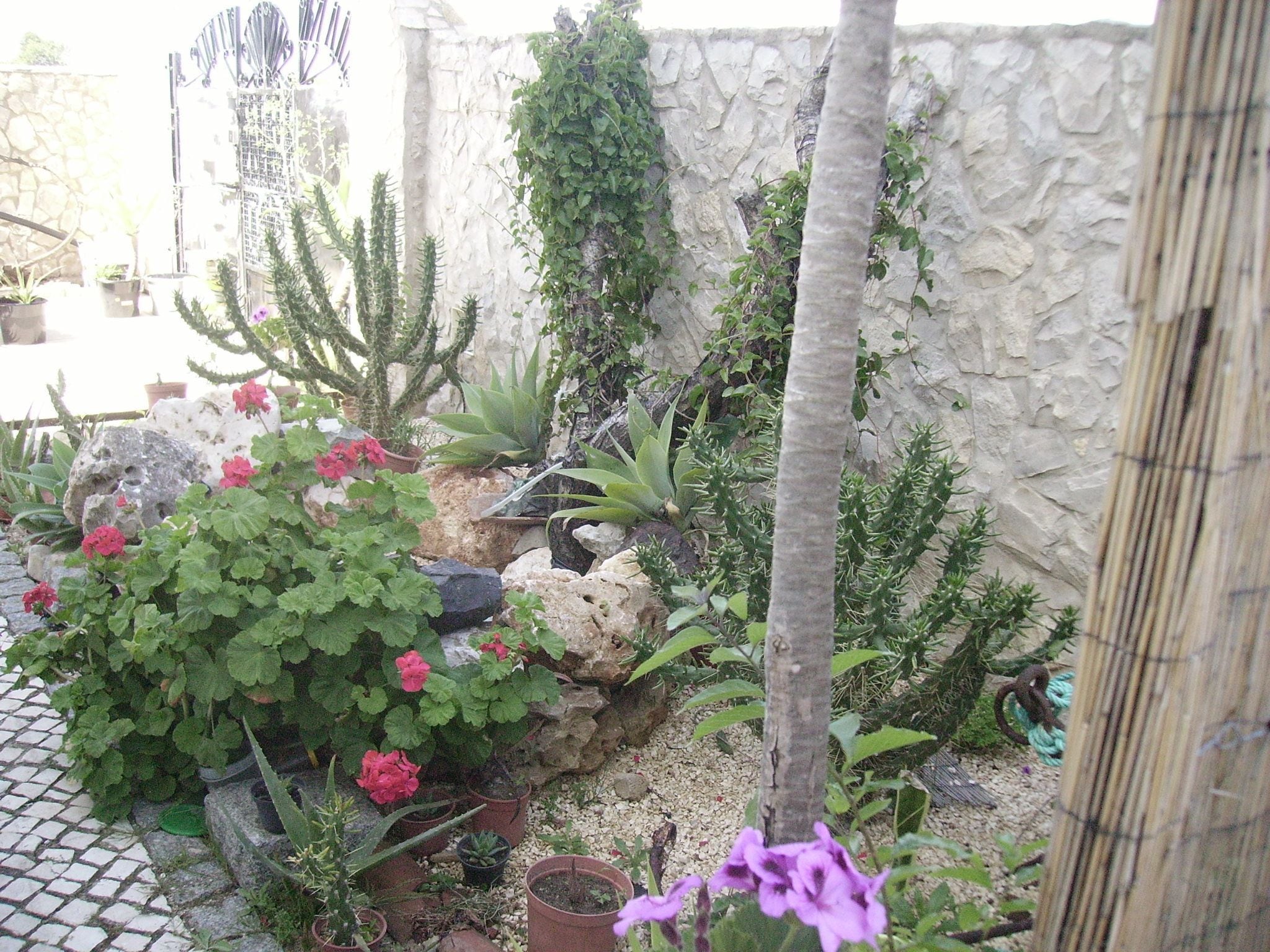 A garden with various plants and a stone wall.