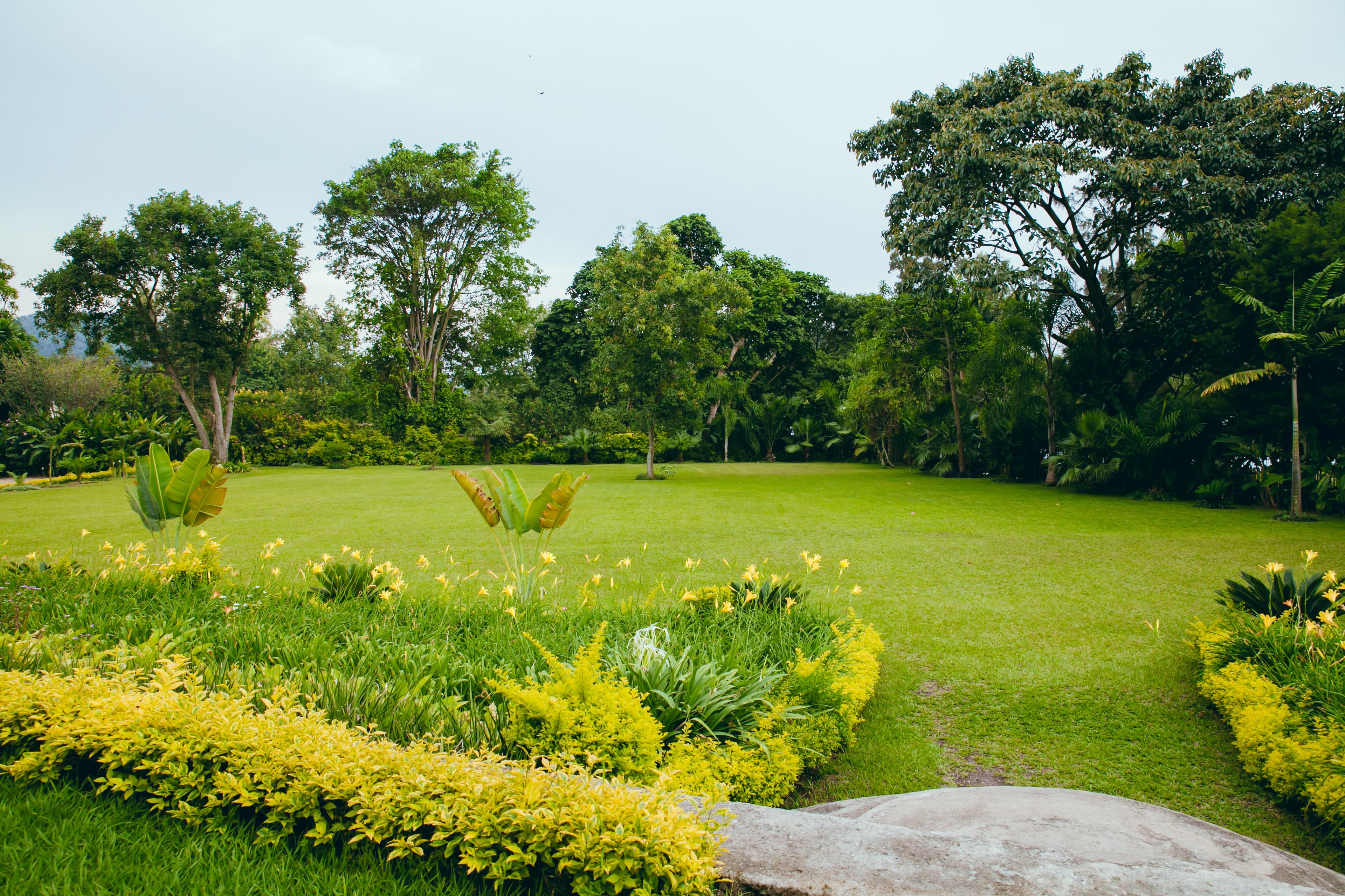 A lush garden with a variety of plants and trees.