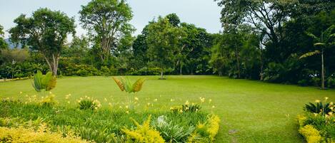 A lush garden with a variety of plants and trees.