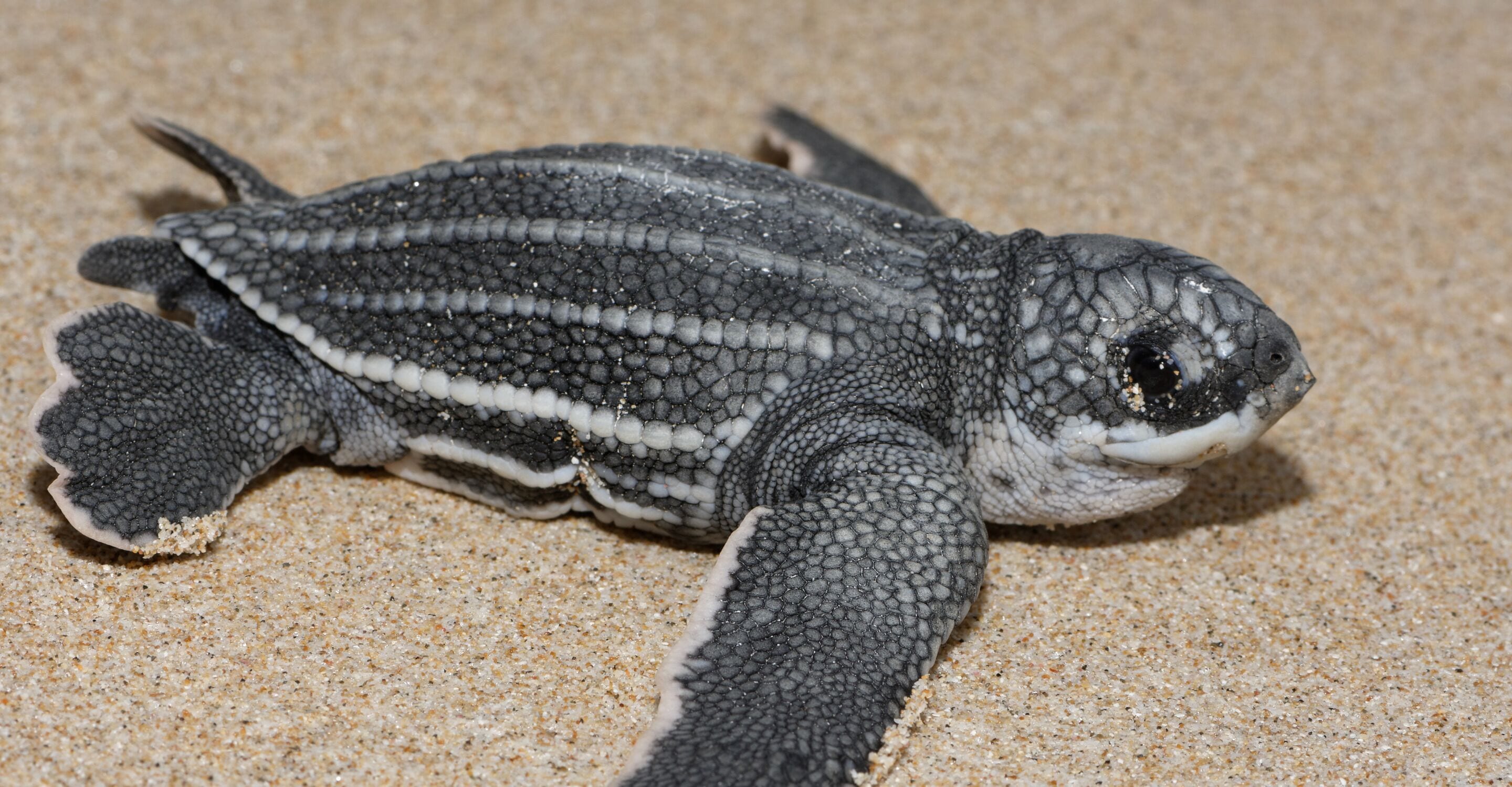 Foto - Petite Anse Hotel