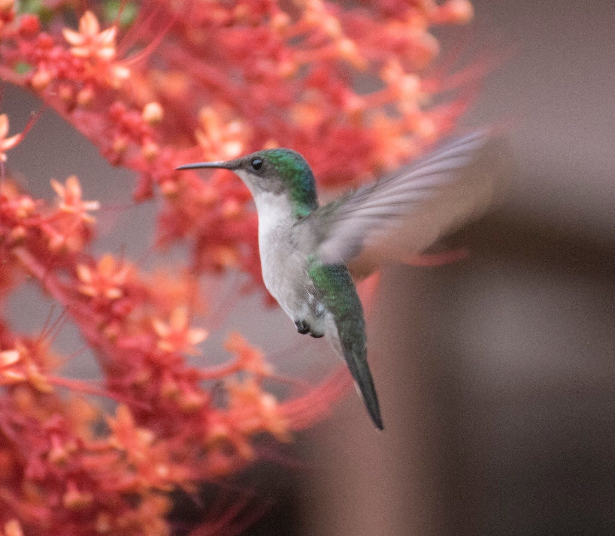 Photo - Petite Anse Hotel