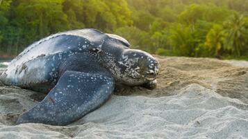 Una tortuga marina en una playa arenosa con abundante follaje verde al fondo.