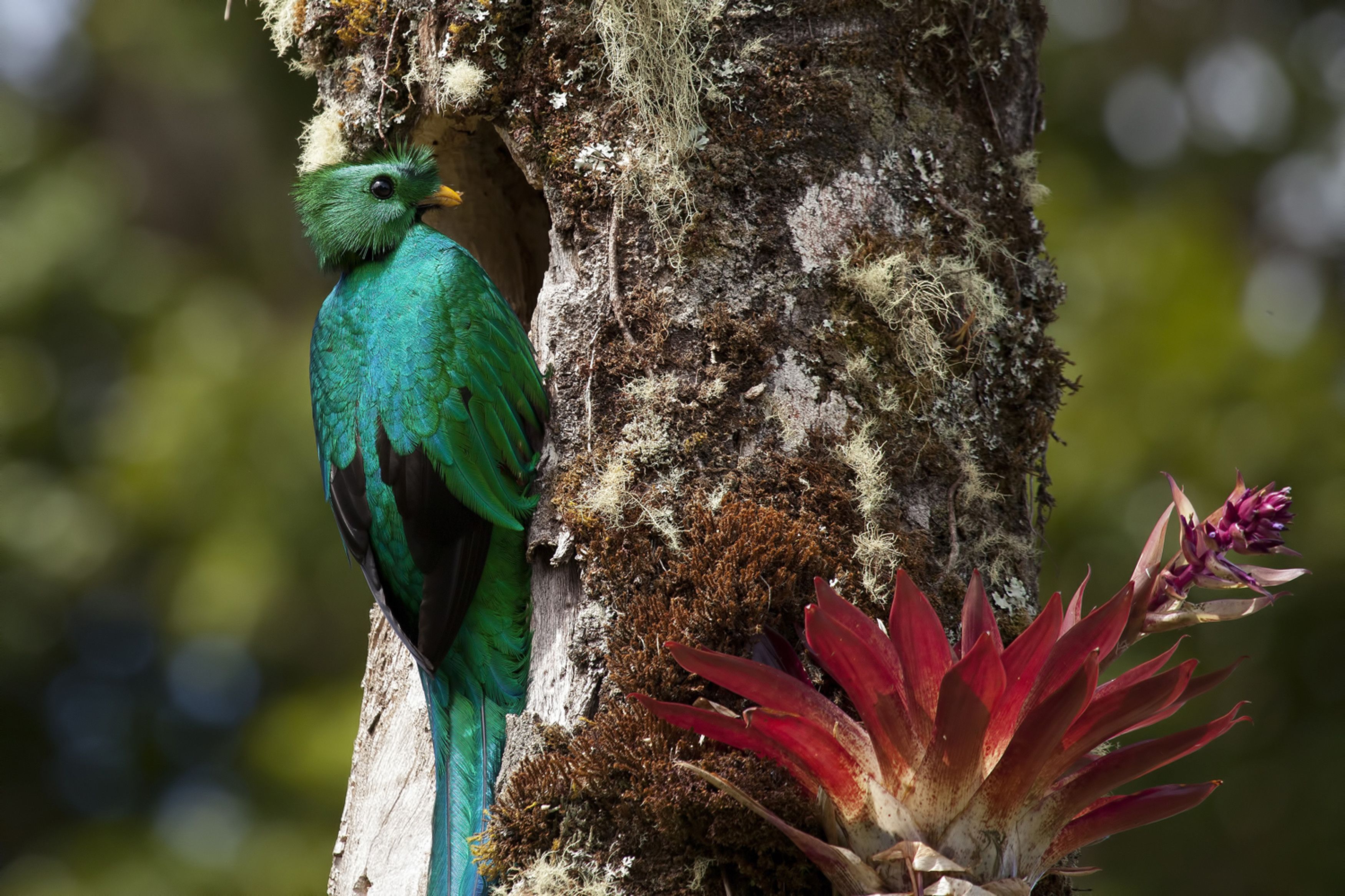A bird perched on a tree trunk with moss and a red plant nearby.