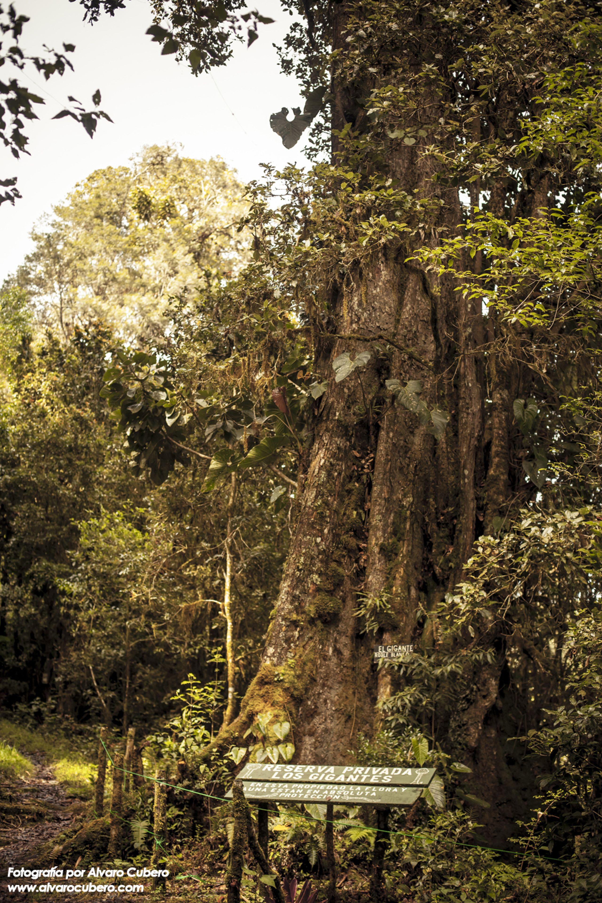 A large tree with a sign indicating a private property.
