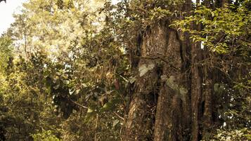 A large tree with a sign indicating a private property.