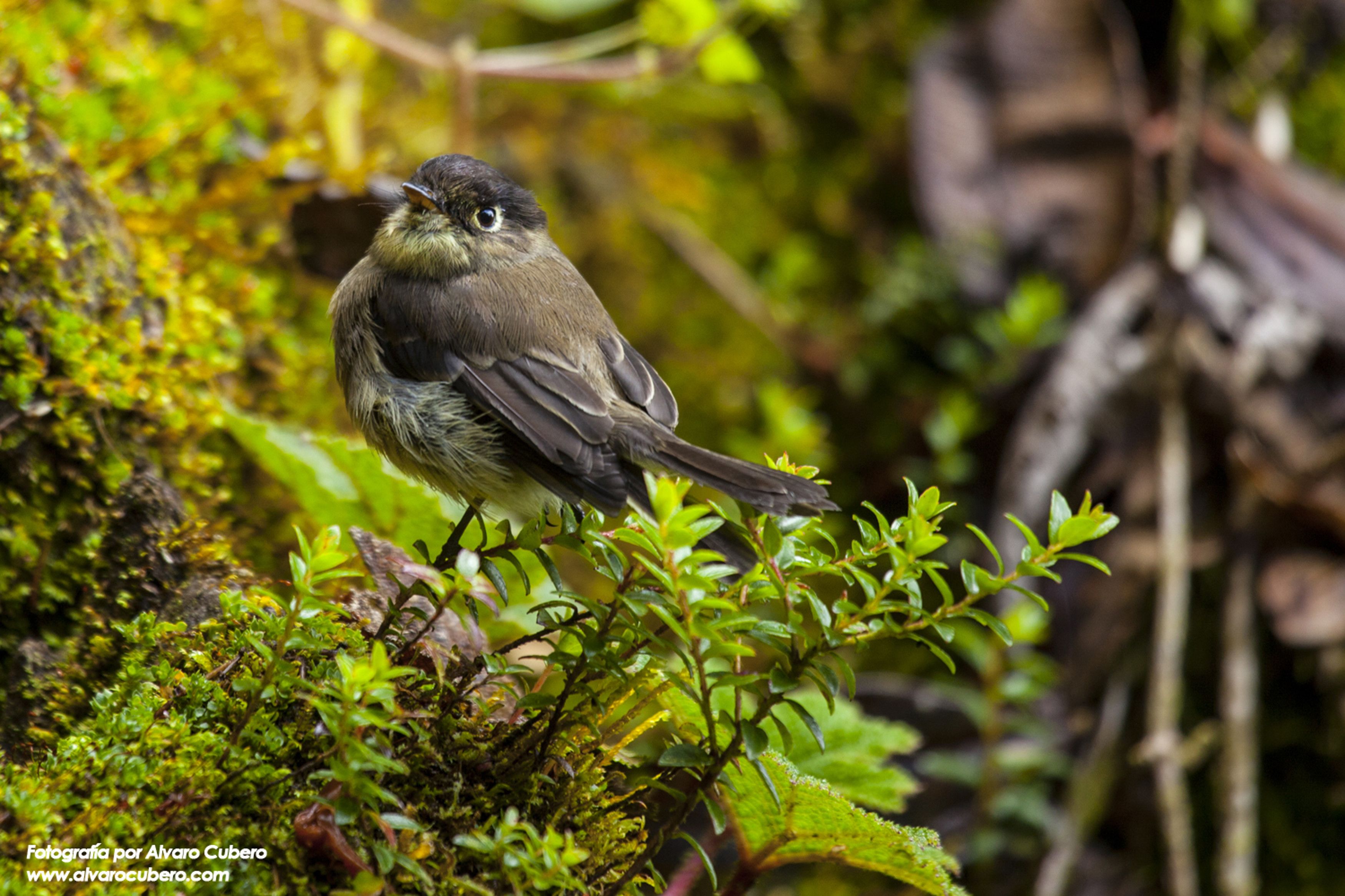 A bird perched on foliage.
