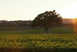A vineyard with rows of grapevines and a prominent tree in the foreground. - SummerWood Winery & Inn (Paso Robles)