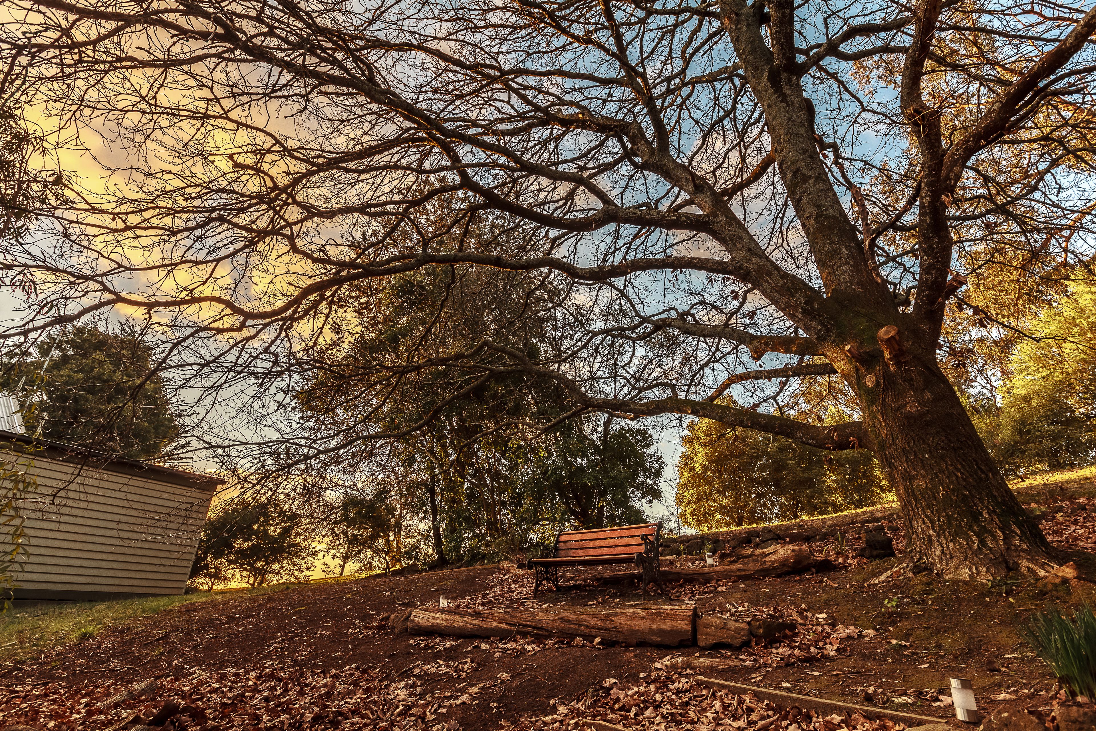 Eine Bank unter einem großen Baum in einem Park, im Hintergrund ein Gebäude.