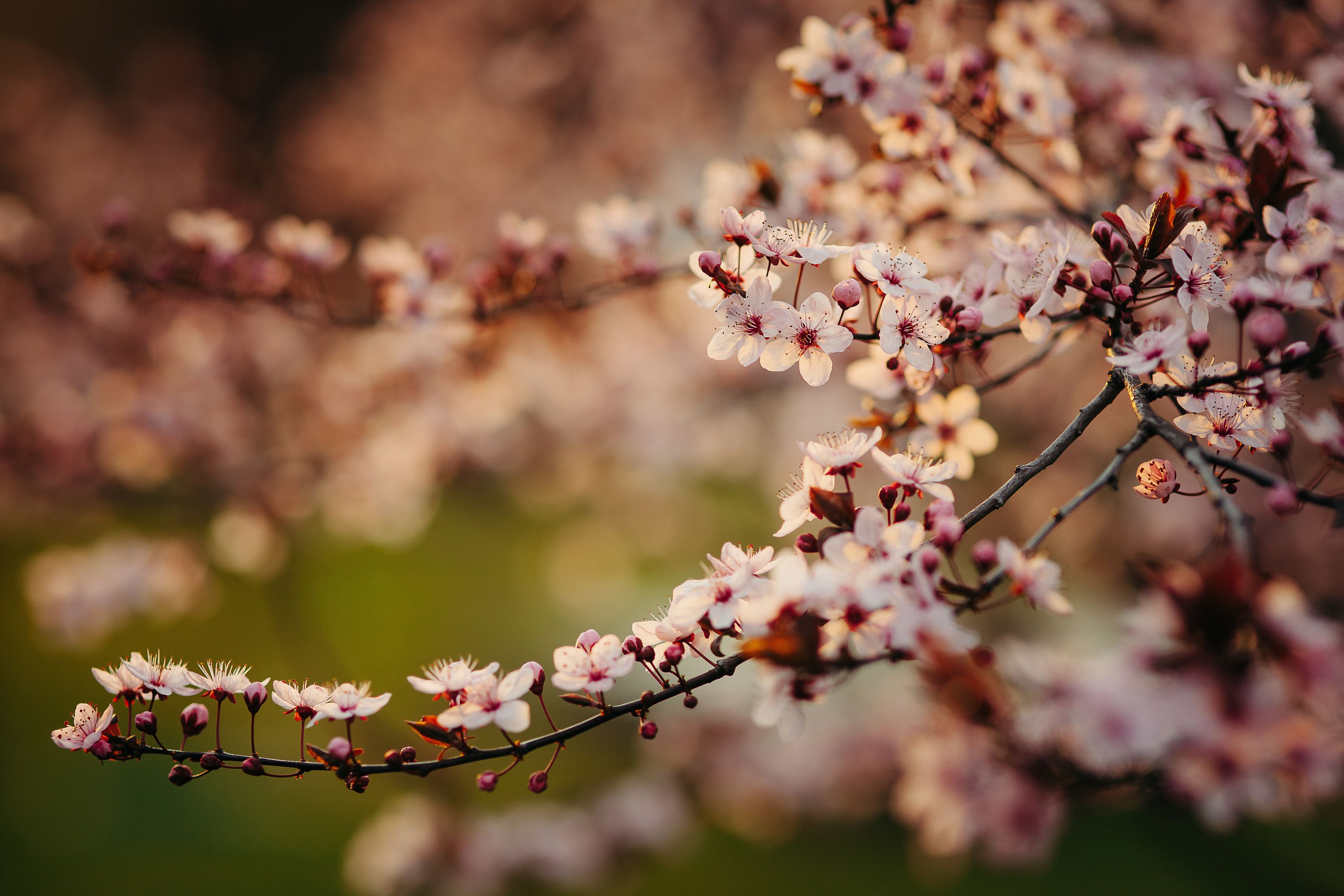 A close-up of a tree branch with pink blossoms.
