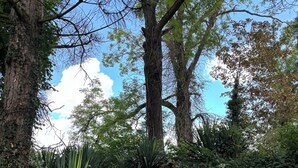 A garden with a wooden fence, large trees, and various plants. - Logis Hôtel-Restaurant Le Moulin D'Artres (Artres)