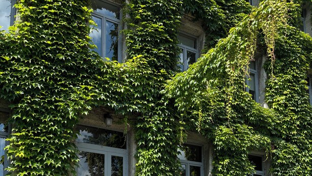 A building with a stone staircase leading to a door, surrounded by lush green ivy. - Logis Hôtel-Restaurant Le Moulin D'Artres (Artres)