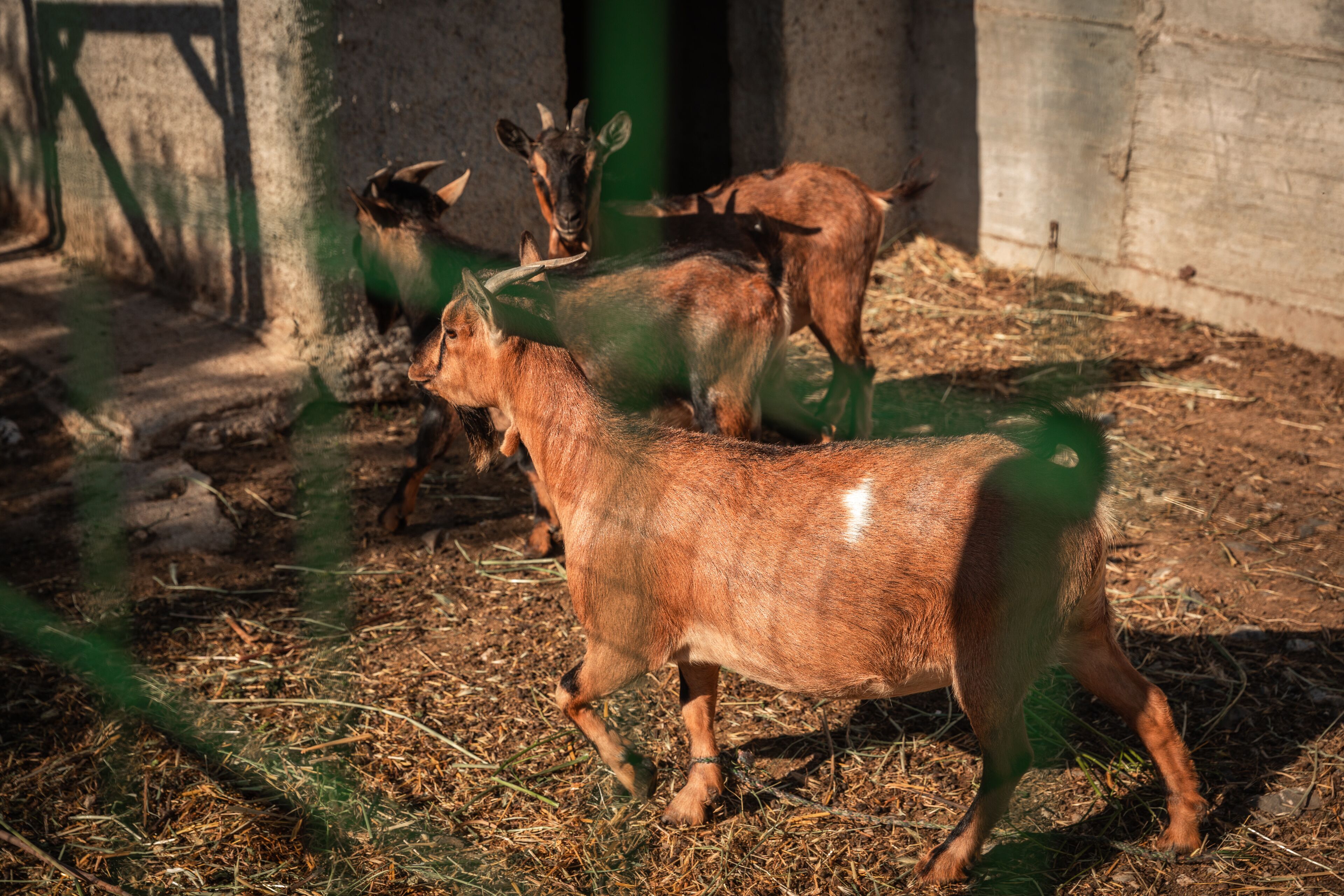 A goat enclosure with a concrete wall and a metal gate.