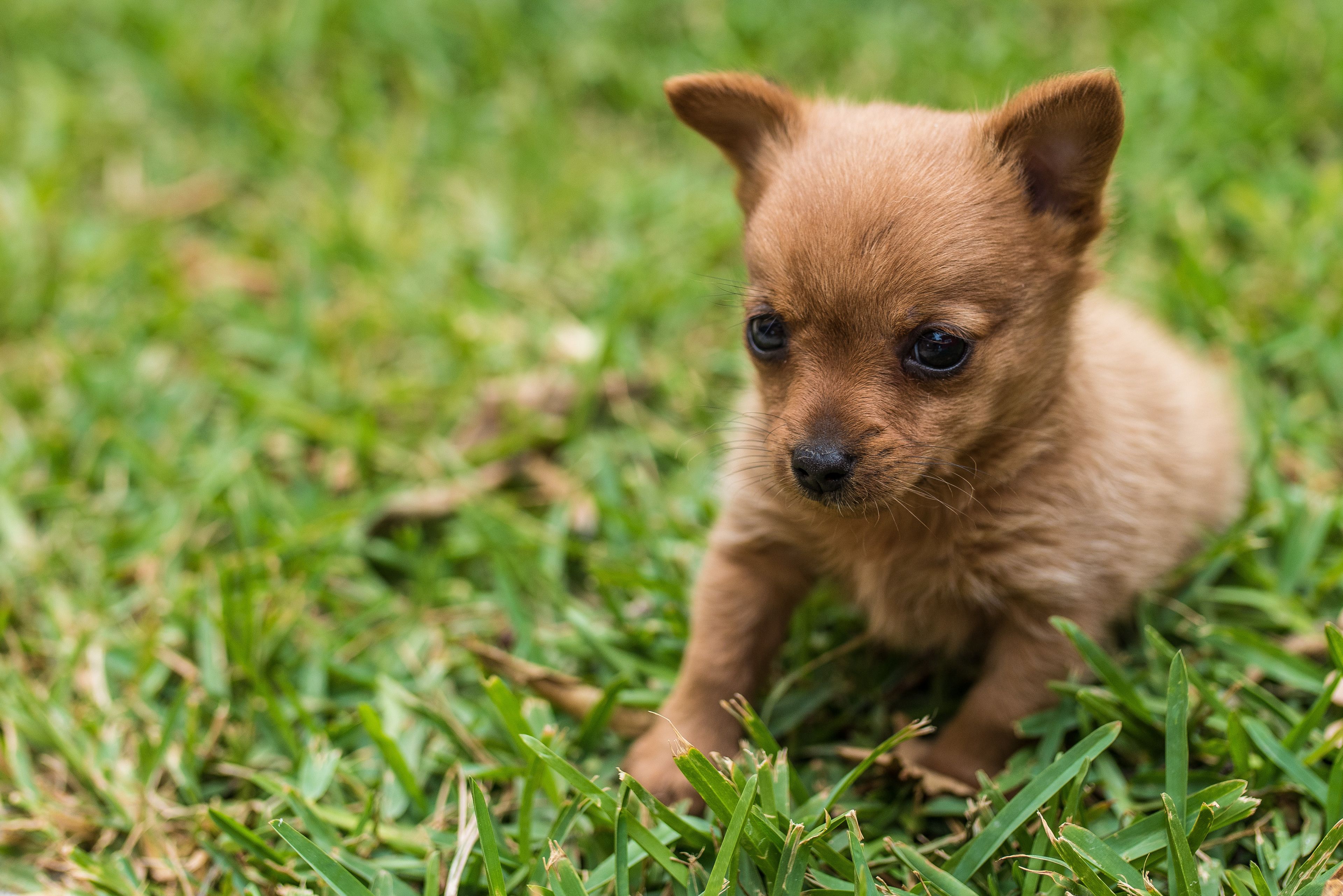 A small brown puppy on green grass.
