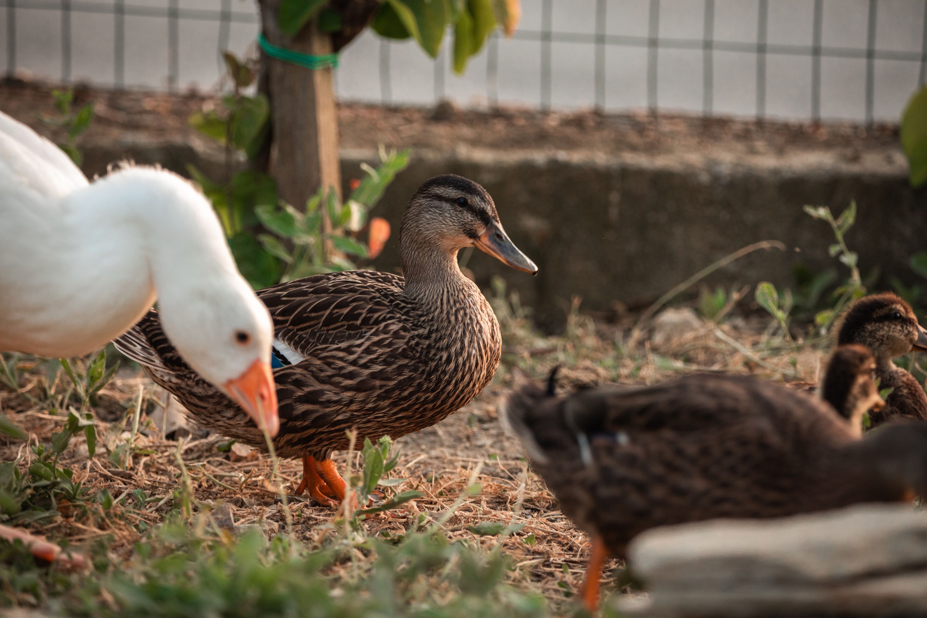 Een groepje eenden en een gans in een grasrijke omgeving met een hek op de achtergrond.