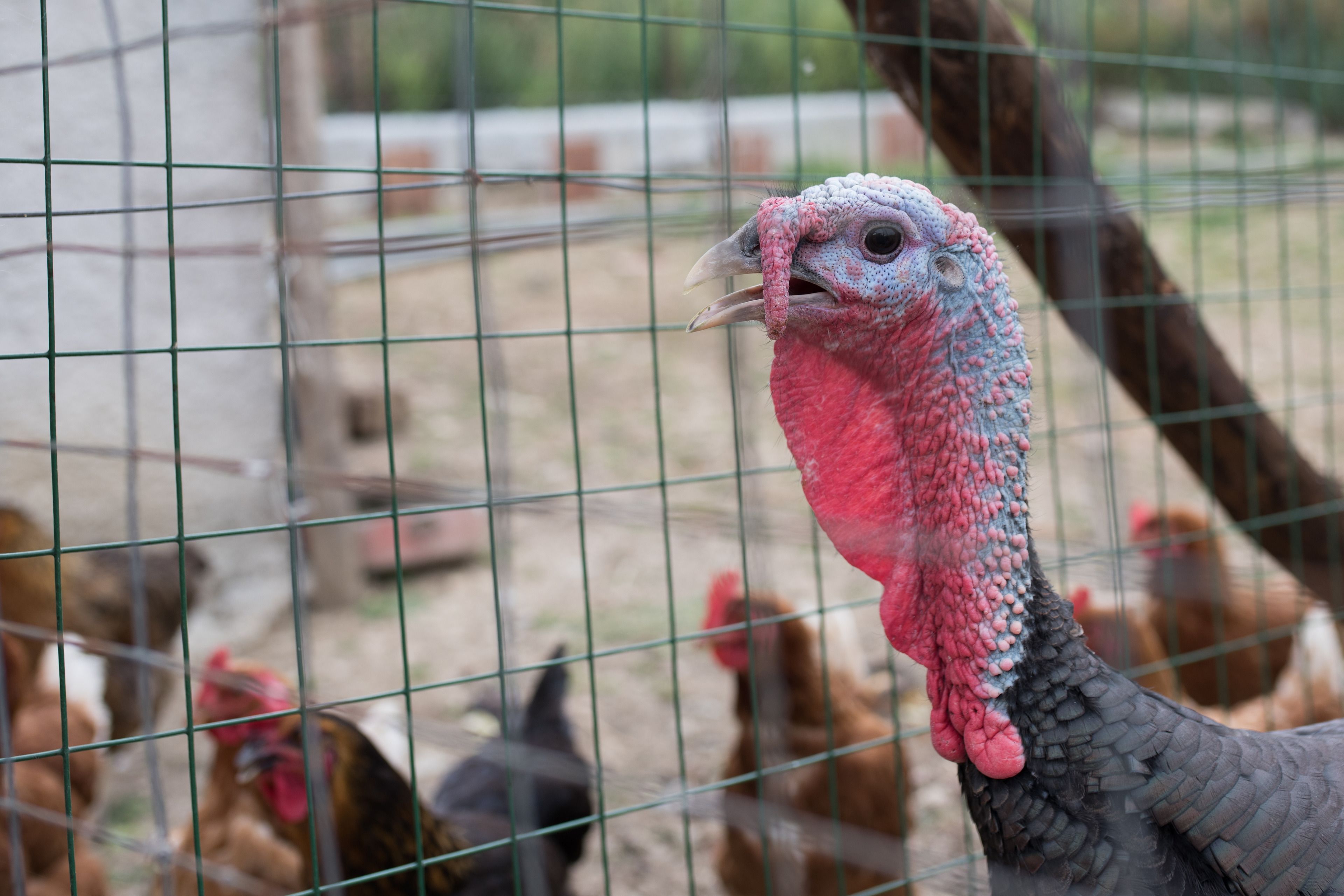 A turkey inside a wire enclosure with other turkeys in the background.