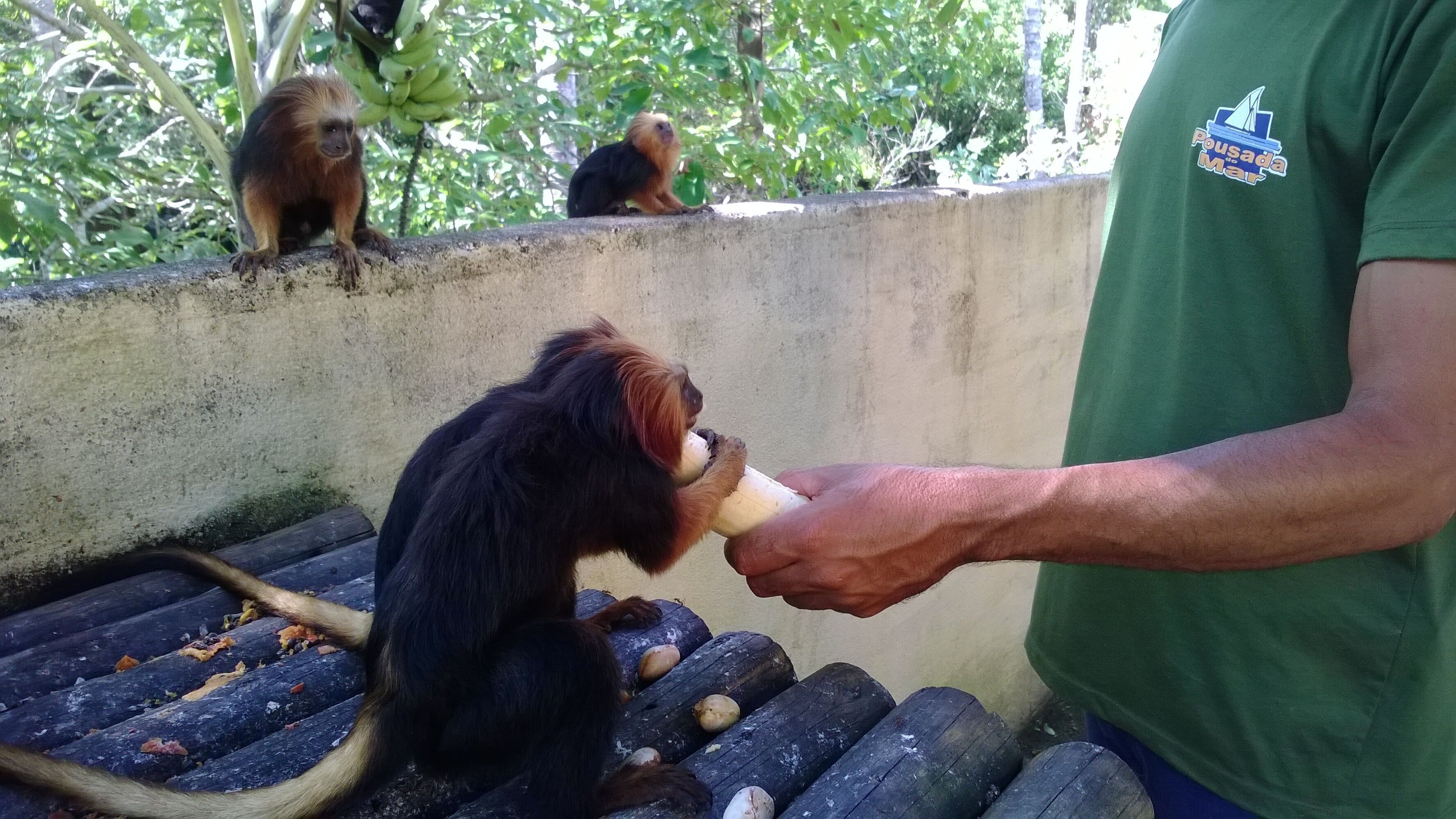 A person feeding a monkey with a banana.