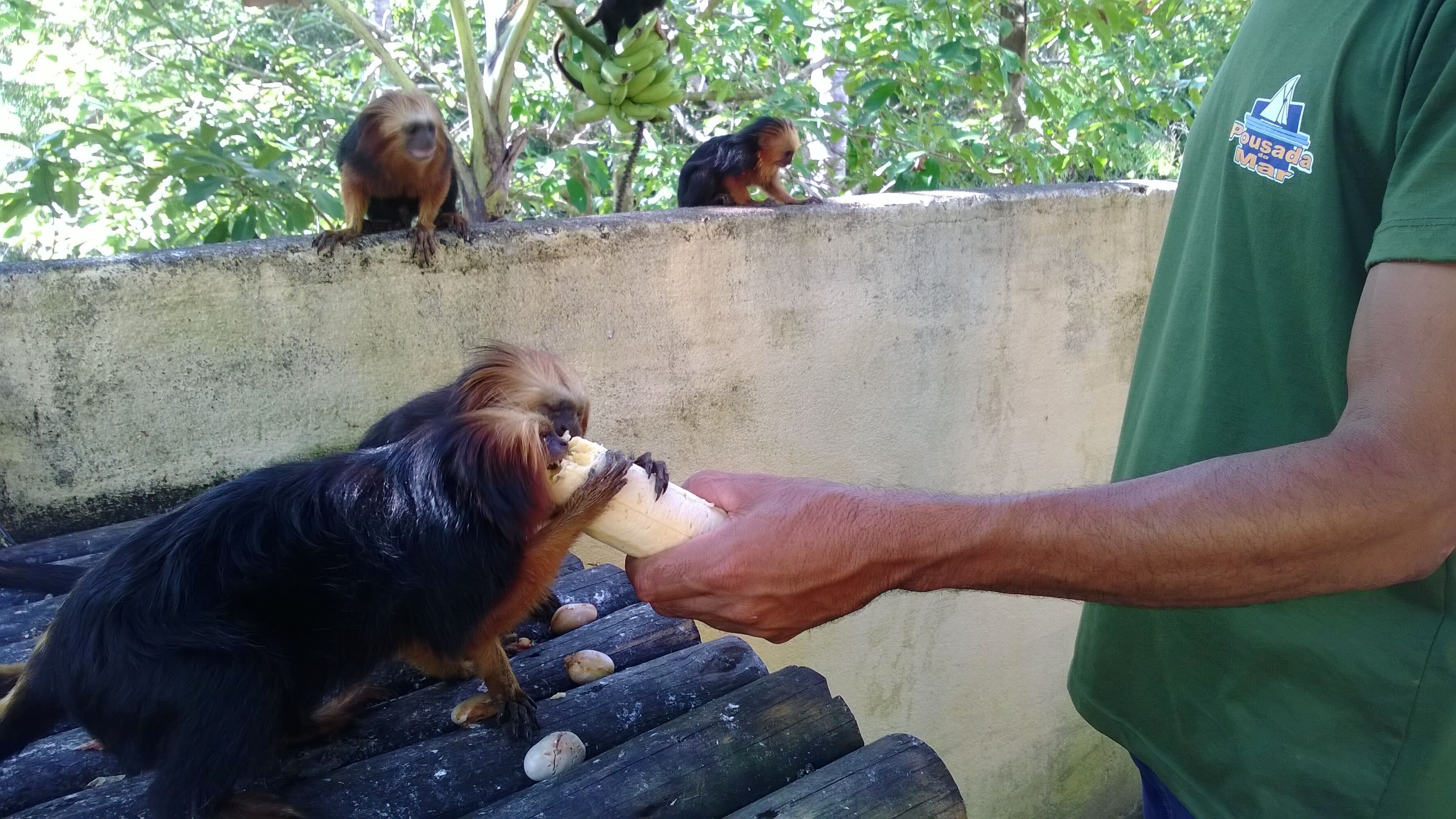 Una persona alimentando a un mono con una banana.