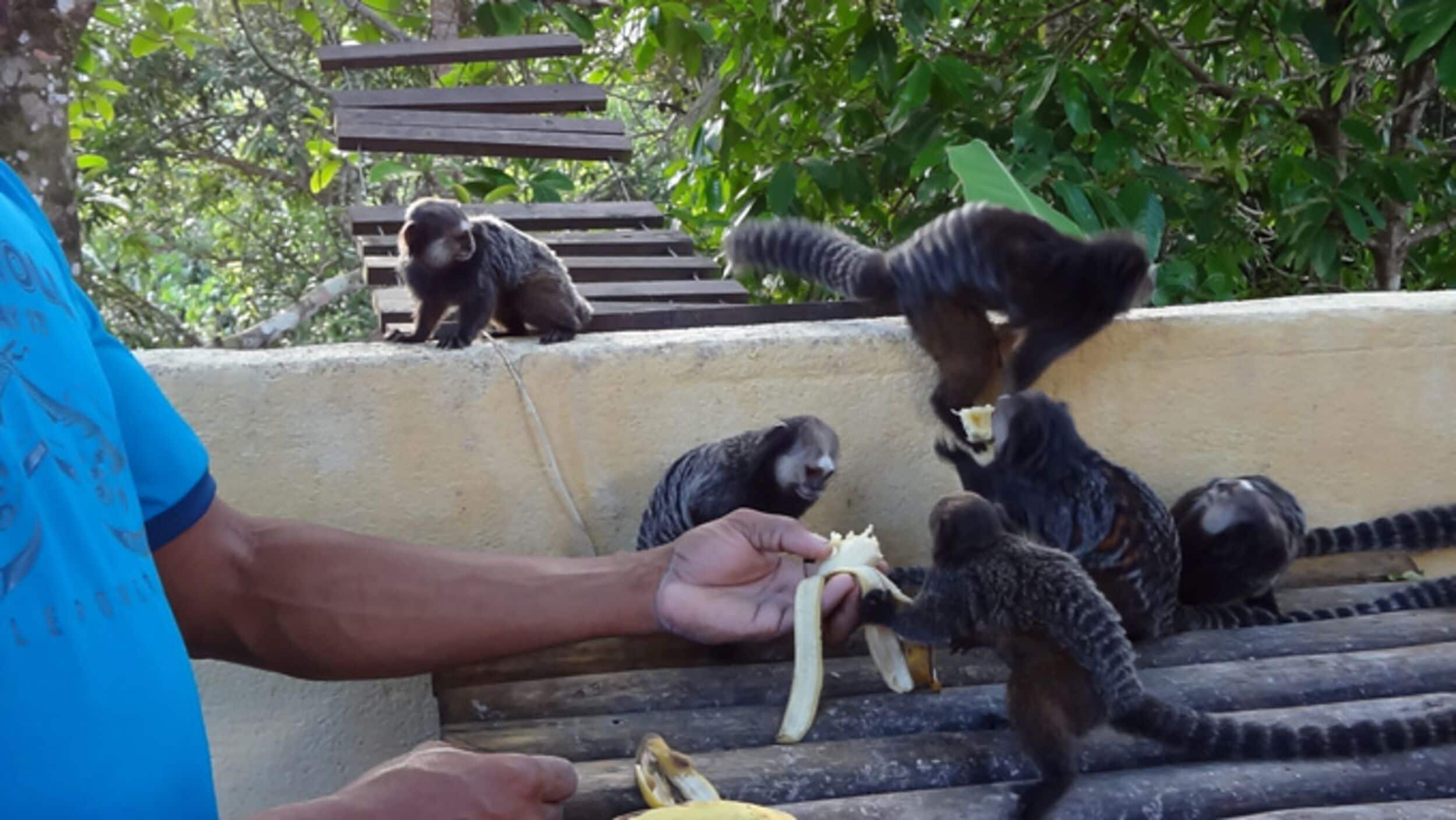 Una persona alimentando monos en un recinto zoológico.