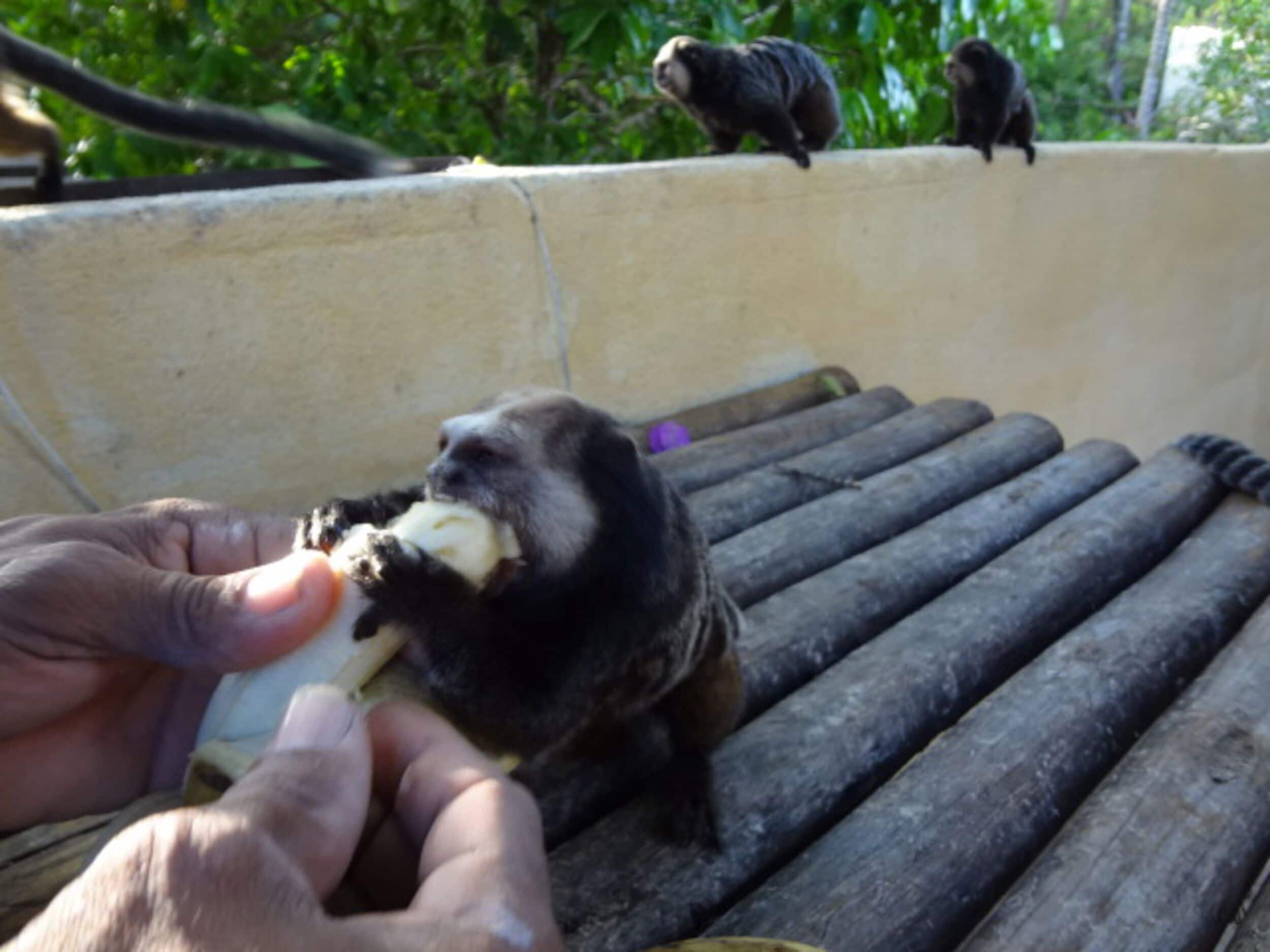 A person feeding a monkey in a zoo enclosure with a concrete barrier and metal bars.