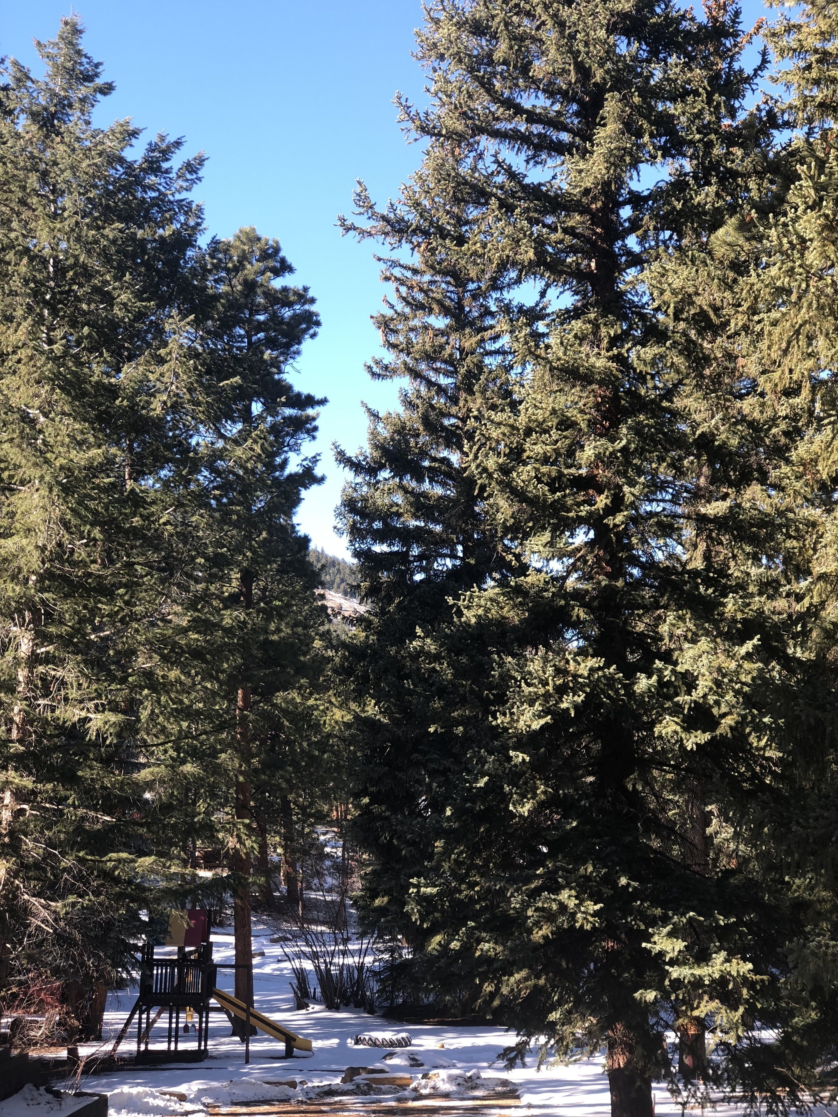 A snowy park with tall evergreen trees and a playground.