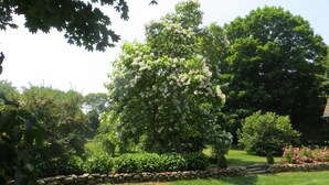 A garden with a variety of trees and shrubs, including a prominent white flowering tree. - Captain Grant's 1754 (Preston)