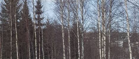 A snowy forest with birch trees.