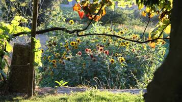 A garden with sunflowers and a tree.