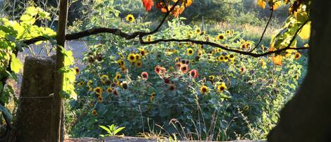 Un jardin avec des tournesols et un arbre.