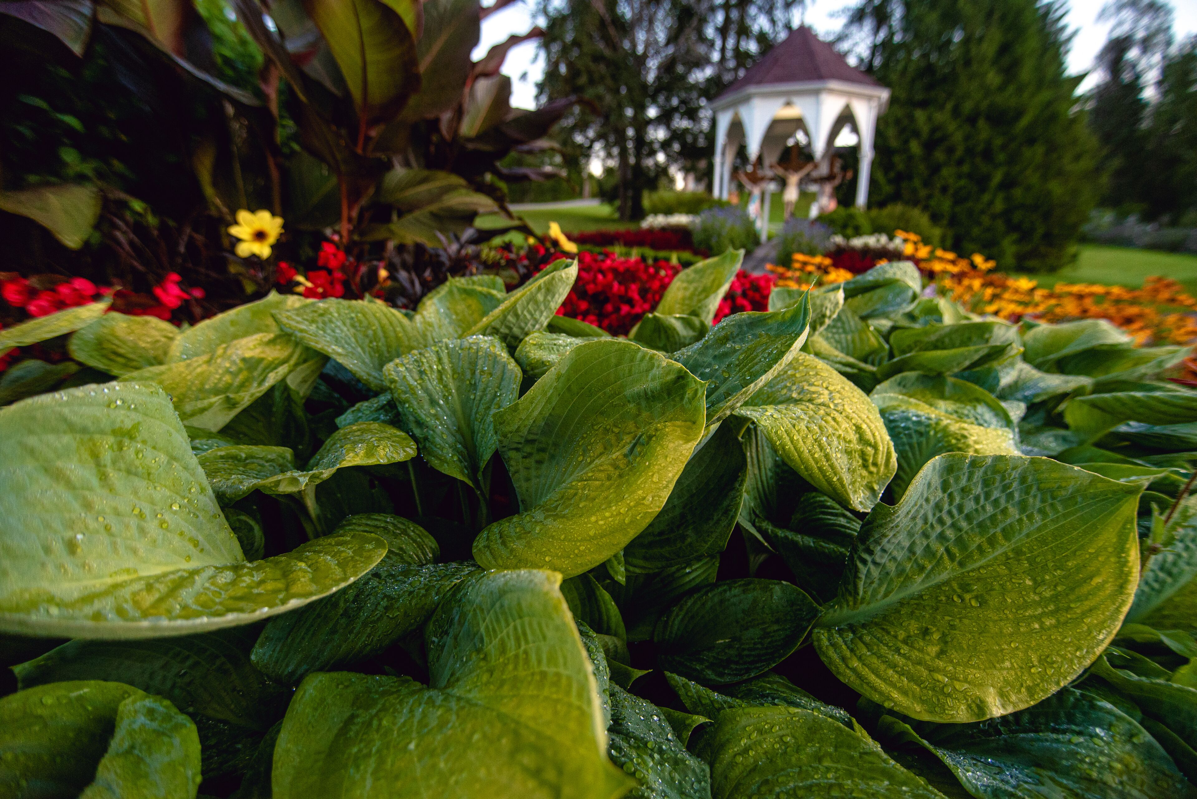 A garden with lush green foliage and a gazebo in the background.
