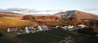 Endless Vineyards at Wildekrans Wine Estate