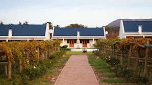 A vineyard with rows of grapevines and a pathway leading to a building with a blue roof and white walls. - Endless Vineyards at Wildekrans Wine Estate (Bot River)