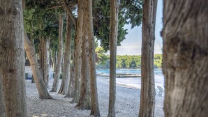 A row of tall trees with a gravel path leading to a beach.