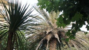 A palm tree in a residential area with a street, parked cars, and a blue directional sign. - Hotel Brasilia (Pietrasanta)