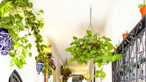 Un estrecho pasillo con plantas en macetas, una puerta y una escalera que sube a un nivel superior.