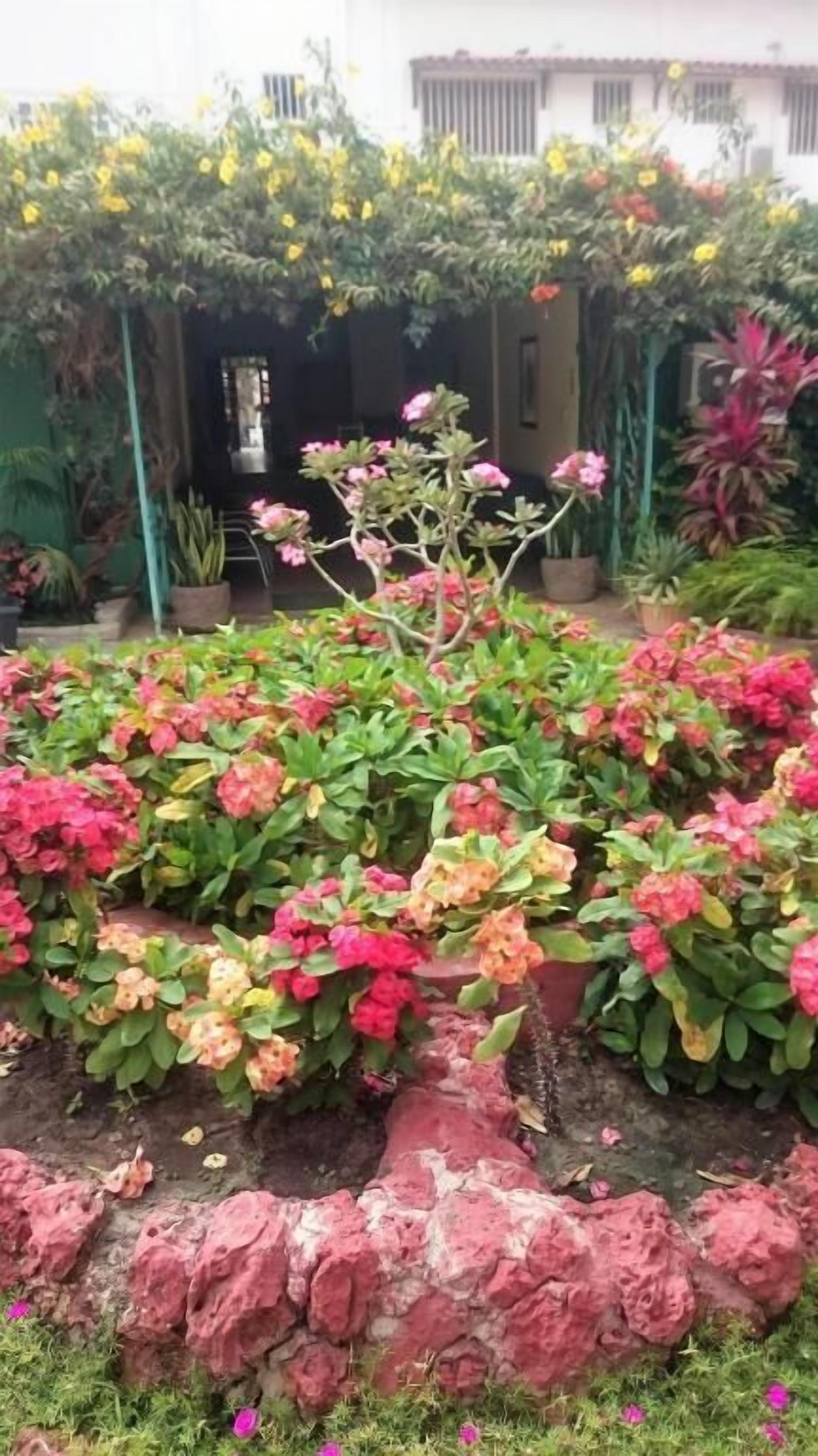 Un jardín con diversas plantas florecientes y una formación rocosa.